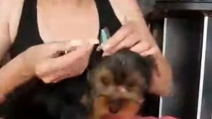 Как поставить уши щенку Йоркширского терьера