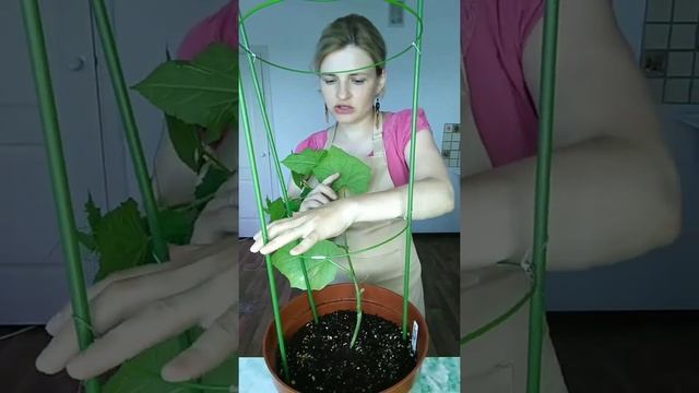 Как я выращиваю комнатный огурец в горшке ильинские проростки семена ильинские  огород в квартире