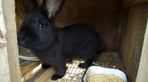 Можно ли кроликам болгарский перец и ботву от перца