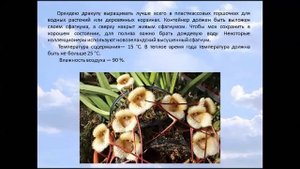 Орхидея Дракула