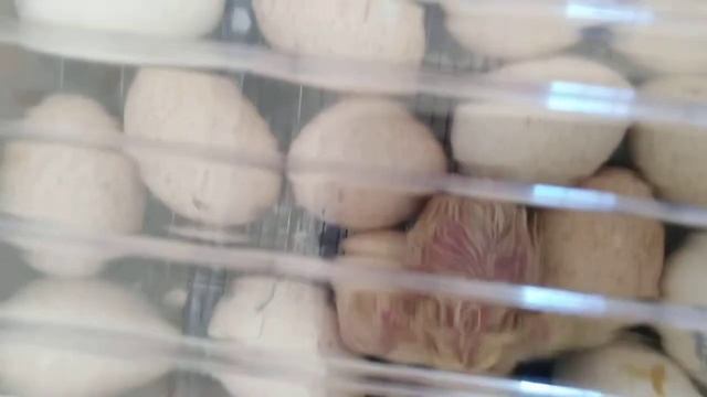 Вылуп индюков Конвертер Хайбрид смотреть онлайн