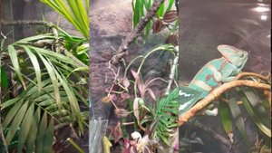 Супер террариум для хамелеона! Super terrarium for Chameleon! Хамелеон 7 месяцев