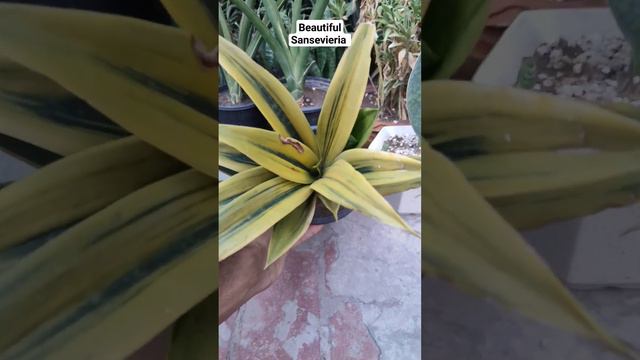 🔥😍 Beautiful Sansevieria Plant #thegardeninghub #sansevieria #snakeplant #asmr