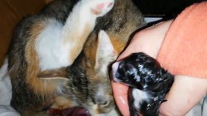 Кошачьи роды//как рожает кошка//наши праздники