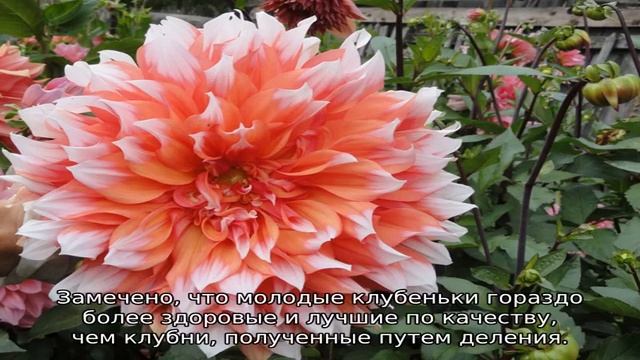 Георгины многолетние — посадка и уход