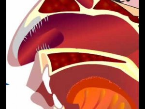 Нос - идеально приспособленный для дыхания аппарат