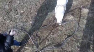 Питбуль спасает ребёнка от змеи