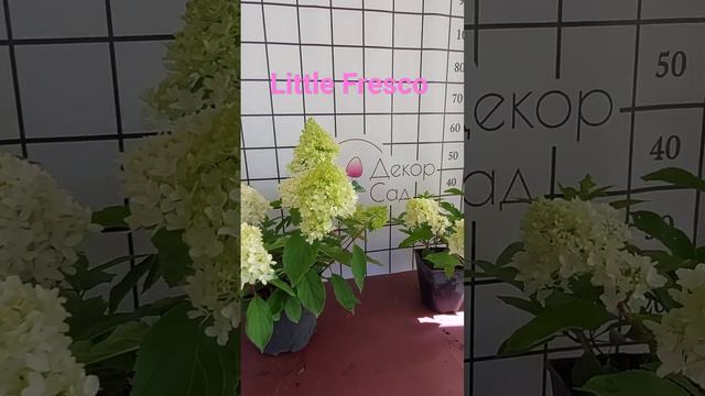 Hydrangea paniculata Little Fresco #декор_сад