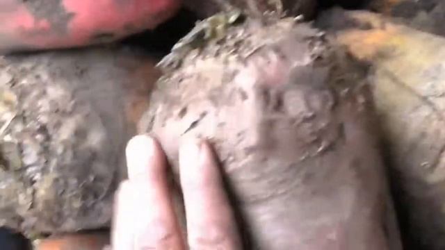 (64)Урожай кормовой свёклы и морковки. смотреть онлайн