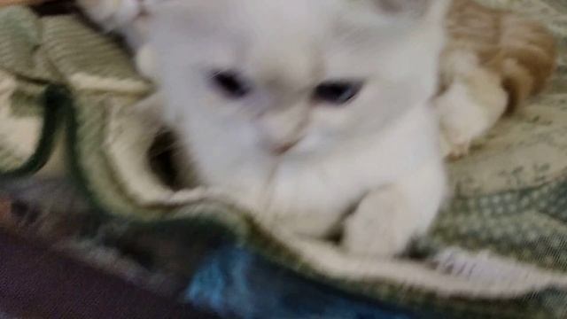 Голубоглазый кот и котята с выставки