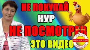 Не покупай кур - пока не посмотришь это видео.