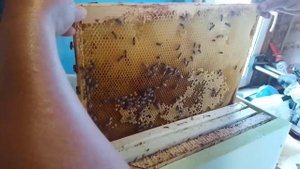 Бакфаст Гращенко))) Новая порода на пасеке!