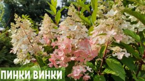 НАША КОЛЛЕКЦИЯ  ГОРТЕНЗИЙ🌿 АВГУСТ 2021🌿