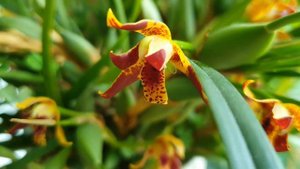 Цветение Максилярий (Maxillaria tenuifolia) Ответы на часто задаваемые вопросы.