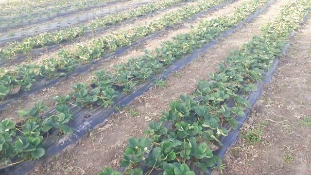 Клубника Мурано,месяц и одна неделя после посадки. через сколько времени пойдёт первая ягода? смотреть онлайн