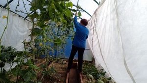 Вишня Бессея.Тепличный урожай. Огород в порядке и другие мелочи садовых работ.03.09.23г