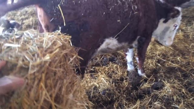 Расстилание подстилки смотреть онлайн