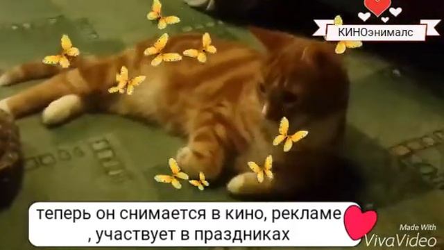 Рыжик - не пристраивается! Есть много др кошек и котов на пристройстве! Пишите смотреть онлайн