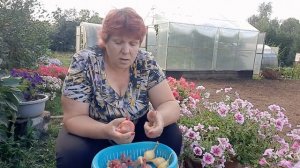 #САМЫЙ #ВКУСНЫЙ #ЛУК - это #ШАЛОТ !!! При таком #ХРАНЕНИИ #ЛУКА НИКОГДА НЕ БУДЕТ #СТРЕЛОК??