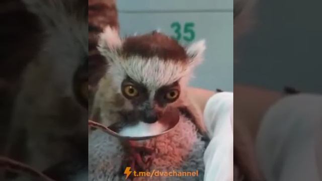 Baby lemur enjoys its milk  Детеныш лемура наслаждается молоком