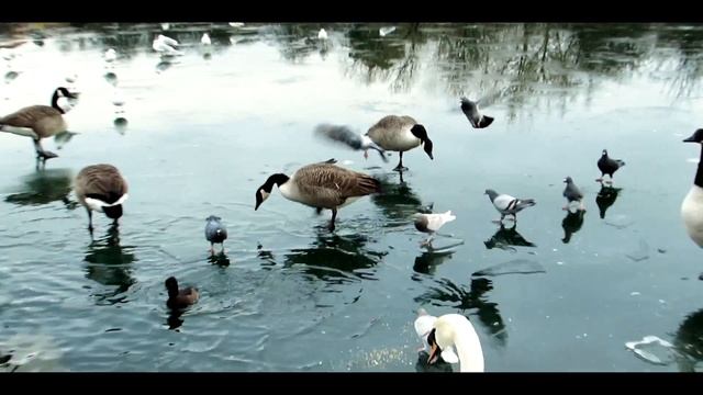 Canon Powershot SX510-HS Video Test - 2015 HD смотреть онлайн