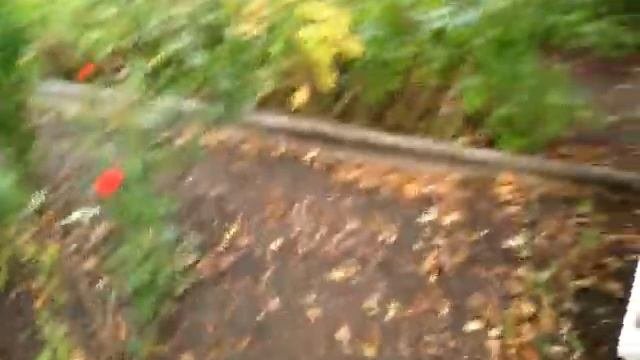 ОСЕННЯЯ ПОСАДКА МАЛИНЫ  Малиновое дерево