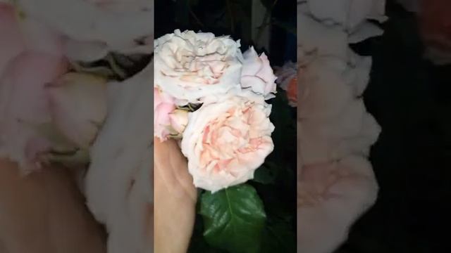 Роза "Поль Бокус" смотреть онлайн