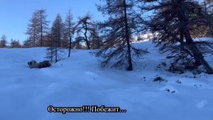 Охота на Чубуку с собаками. Якутия.
