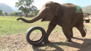 Слоненок играет с автомобильной шиной