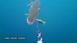 Big Pike Attacking a Swimbait - Strike Pro Pig Shad Jr - 2017