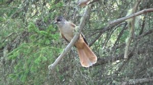 Встреченная на Кумардаке птица КУКША