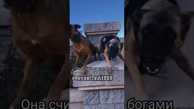 эдит(малинуа,турецкий кангал,доберман, бордер колли) спасибо вам за актив и за такое огромное число смотреть онлайн