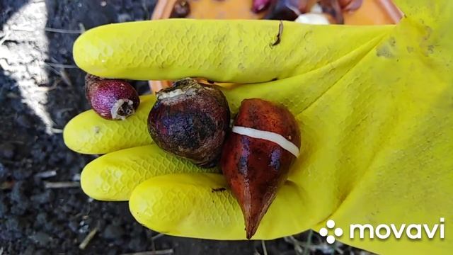 Посадка гиацинтов. Мои новинки смотреть онлайн