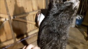 охота на бобра капканами "канадский бобер"