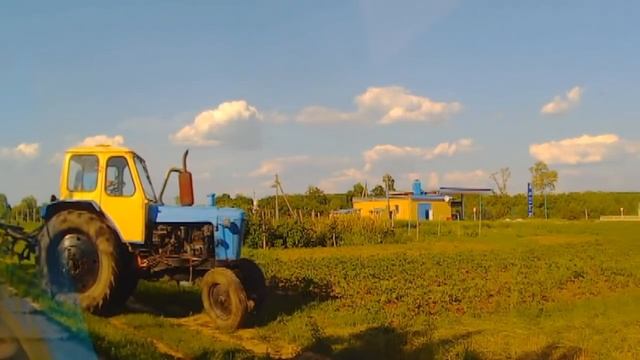 Трактор ЮМЗ окучивает картофель Пропалывает картошку Полоть картошку Potato #vseklevo #синийтрактор