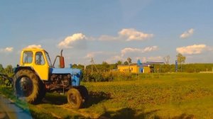 Трактор ЮМЗ окучивает картофель Пропалывает картошку Полоть картошку potato #vseklevo #синийтрактор