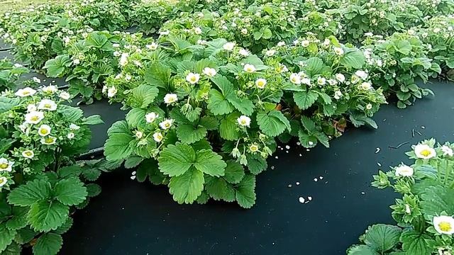 ?Летняя посадка клубники Сроки посадки земляники