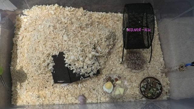 10 день после рождения хомячков. #хомяки, #хомячки, #хомки