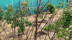 Обрезка Инжира