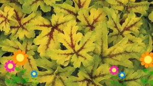 Гейхерелла Голд Страйк. Краткий обзор, описание характеристик heucherella Gold Strike