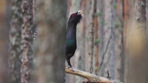 Три тенора весны: Глухарь, Тетерев и Рябчик | Film Studio Aves