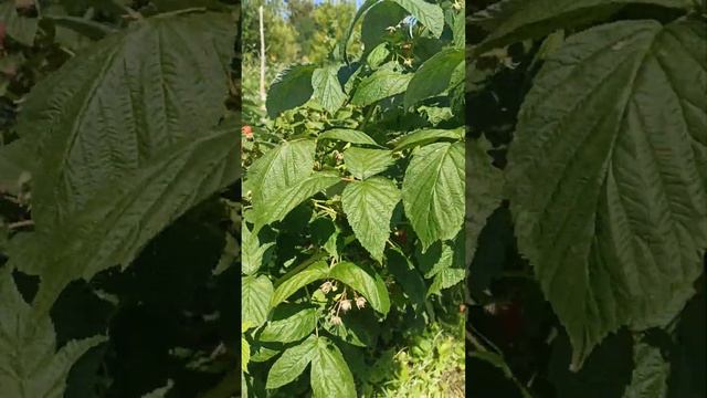 Выращивание малины. Очень простой и удобный в обслуживании способ.