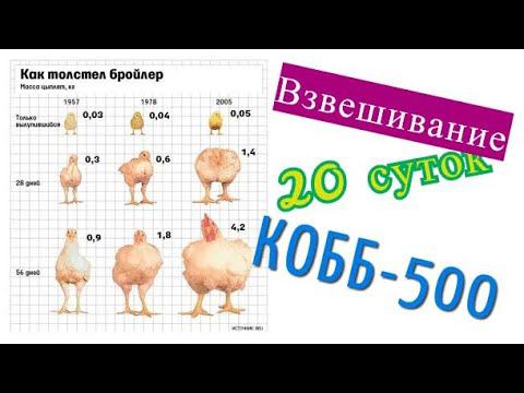 Бройлерам 20 дней на Маркорм ПК 5-2