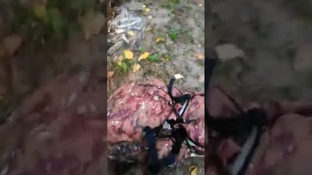 Ходовая охота с лайкой