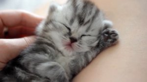 Котятам две недели
