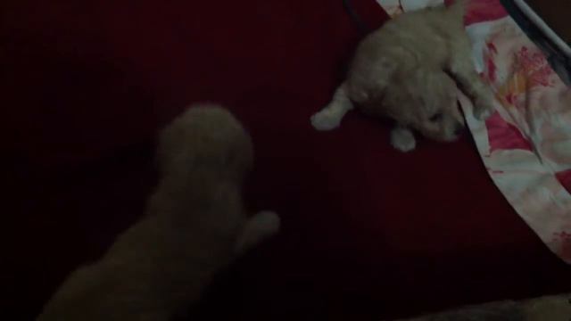 Собачий бой смотреть онлайн