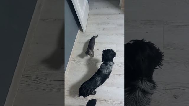 русский охотничий спаниэль смотреть онлайн