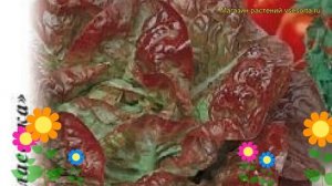 Салат кочанный Чудо 4-х сезонов. Краткий обзор, описание характеристик lactuca sativa