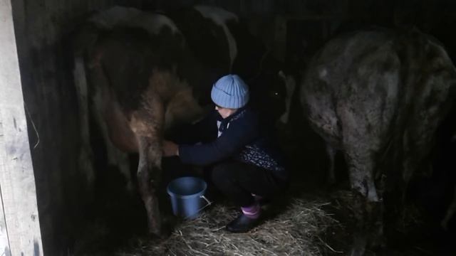 Дою первотелку!Как приучить теленка пить из ведра! смотреть онлайн