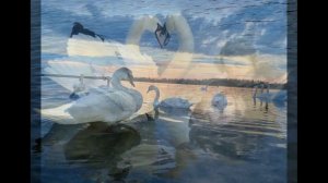 Белые лебеди